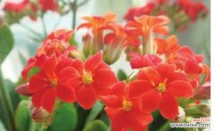 解密幸运花 幸运花