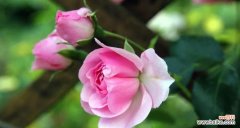 承诺 一生一世的承诺