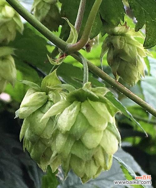 用凋谢的石竹表达内心深处的遗憾之情 遗憾之花