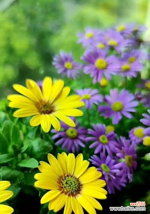 用凋谢的石竹表达内心深处的遗憾之情 遗憾之花