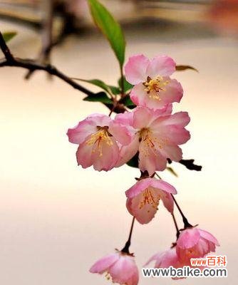 花开岁月 垂丝海棠