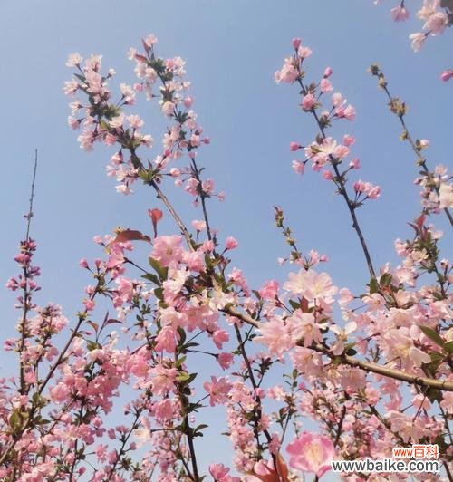 花开岁月 垂丝海棠