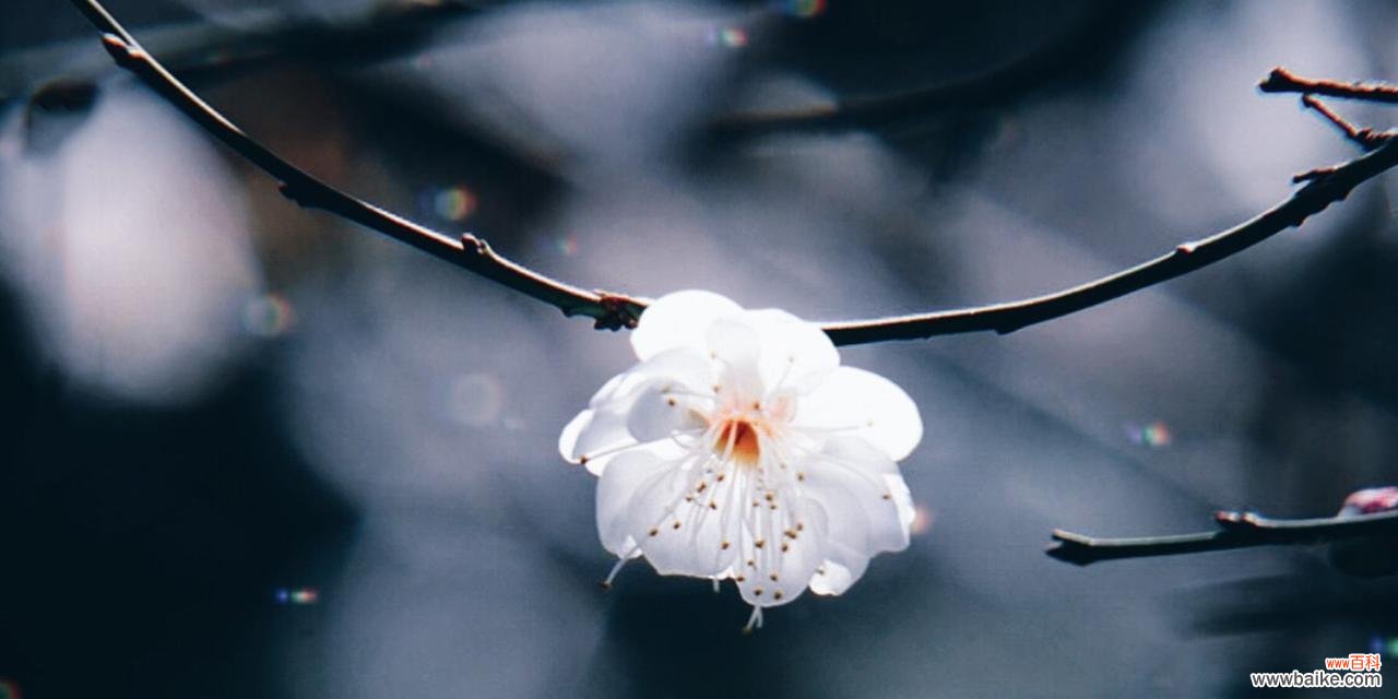 梅花的坚韧与希望 冬日的梅花之美