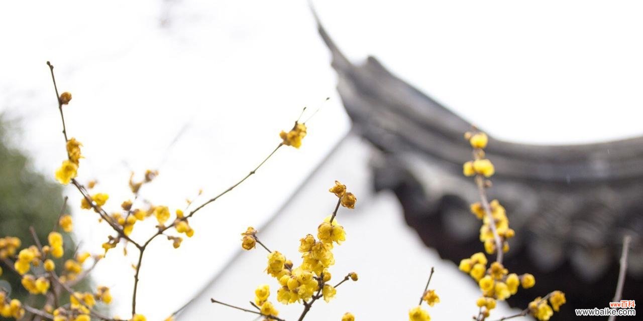 梅花的坚韧与希望 冬日的梅花之美