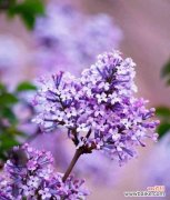 揭秘丁香的寓意与传说 丁香