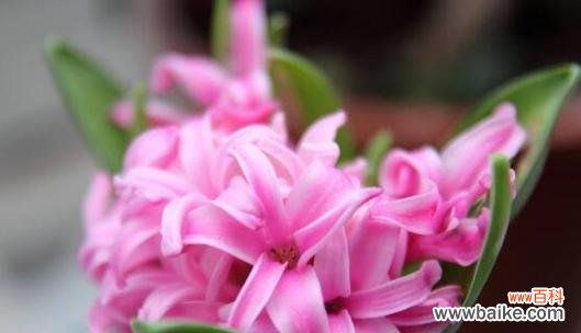 探寻自由与独立的象征之花——风信子夹箭 风信子夹箭的意义与象征