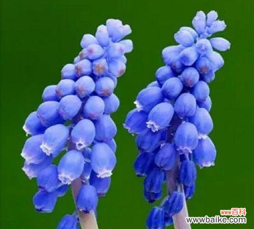 探寻风信子的花语 风信子的花语与传说