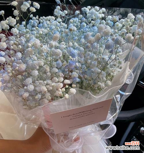 细数花海中的粉满天星和蓝满天星 粉满天星和蓝满天星