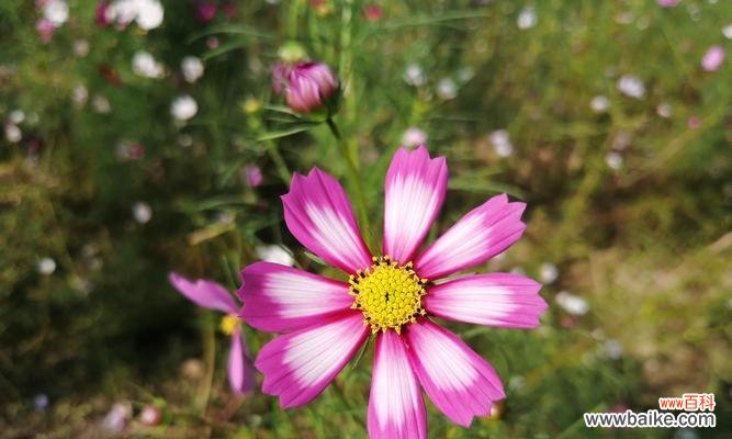 美丽的格桑花 格桑花的爱情花语与心灵牵绊