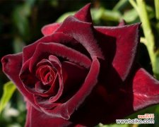 探寻黑玫瑰背后的深刻内涵 黑玫瑰的寓意与象征之旅