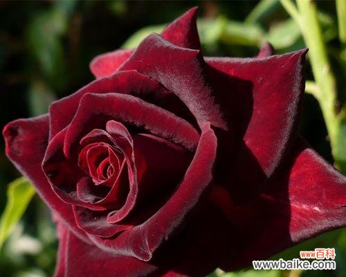 探寻黑玫瑰背后的深刻内涵 黑玫瑰的寓意与象征之旅
