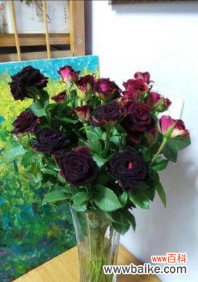 探寻黑玫瑰背后的深刻内涵 黑玫瑰的寓意与象征之旅