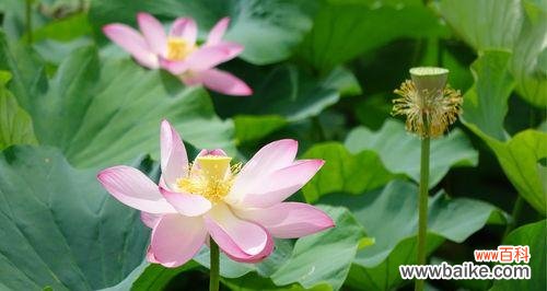 探索荷花网络的奇妙魅力与潜力 荷花网络