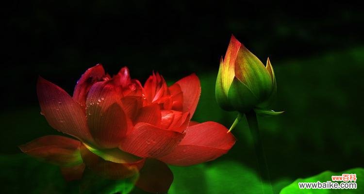 探索荷花网络的奇妙魅力与潜力 荷花网络