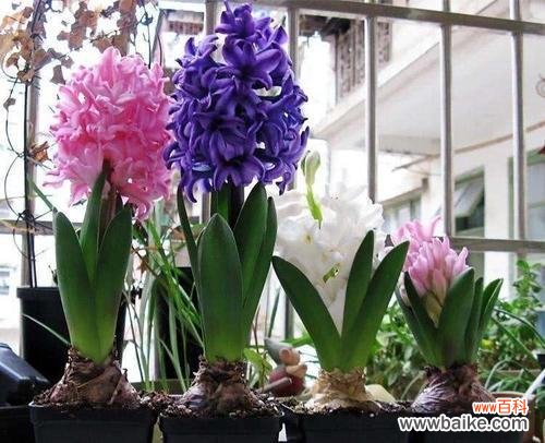 探寻风信子在不同文化中的含义 风信子的象征意义