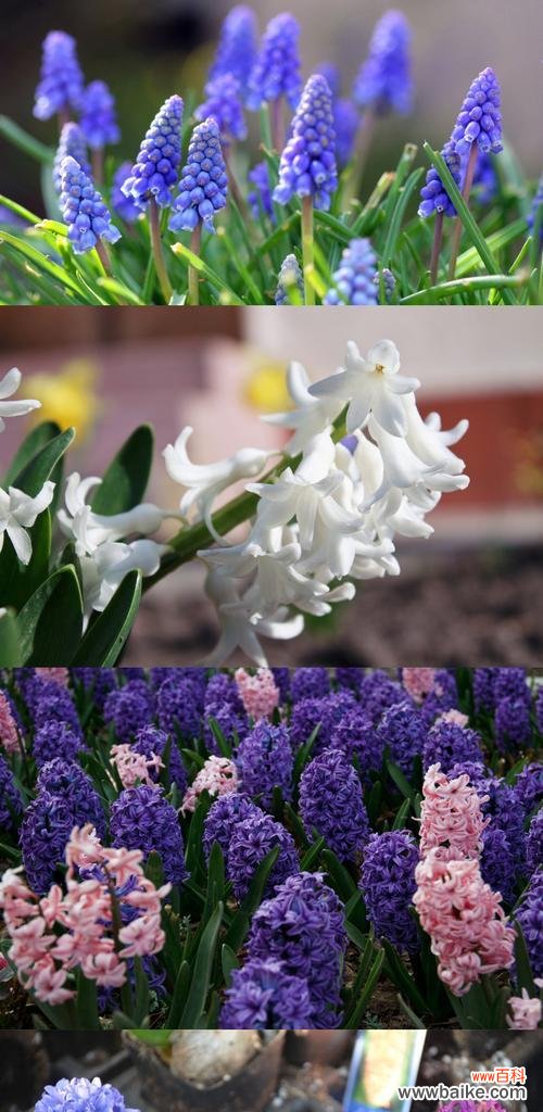 风信子的花语与文化内涵 风信子的象征意义