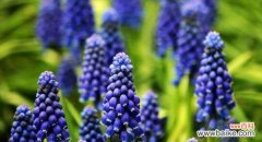 探寻花朵的秘密与传说 花语传说