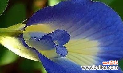 探索百合花在文化与艺术中的象征意义 以百合花代表永恒的主题