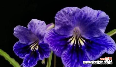 探索百合花在文化与艺术中的象征意义 以百合花代表永恒的主题