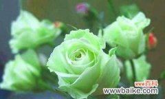 探索百合花在文化与艺术中的象征意义 以百合花代表永恒的主题