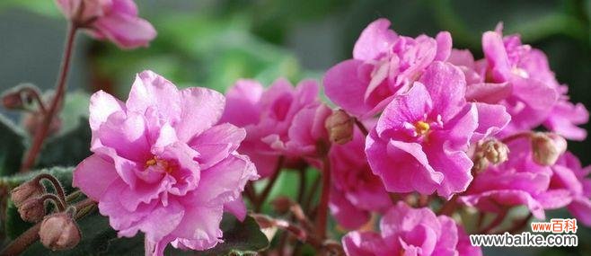 以什么花代表永恒的爱 永恒之爱如花开绽放