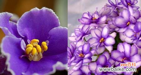 以什么花代表永恒的爱 永恒之爱如花开绽放