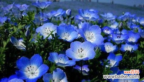 探寻白色玫瑰所蕴含的宽容与和解 以白色玫瑰代表原谅的力量