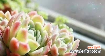 探寻白色玫瑰所蕴含的宽容与和解 以白色玫瑰代表原谅的力量