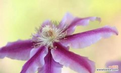 探寻白色玫瑰所蕴含的宽容与和解 以白色玫瑰代表原谅的力量