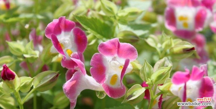 探寻永恒爱情的花卉象征及其寓意 花语中的永恒之爱