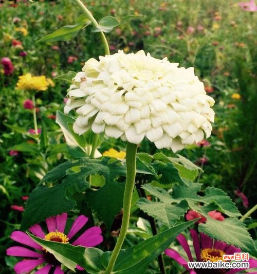 探索玫瑰花与友情的深刻联系 以玫瑰花代表友情