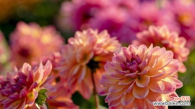 以什么花代表友情的持久 友情长久如何象征