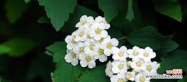 以花为媒 鲜花祝愿，早日康复