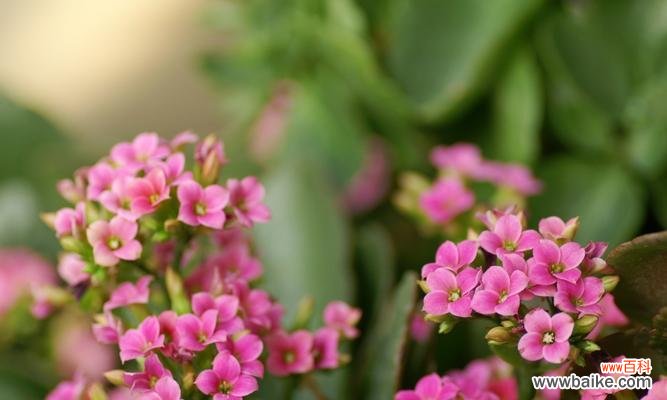 以花为媒 鲜花祝愿，早日康复