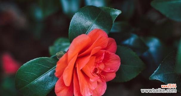 探寻中国文化中花的象征意义与文化价值 中国之花