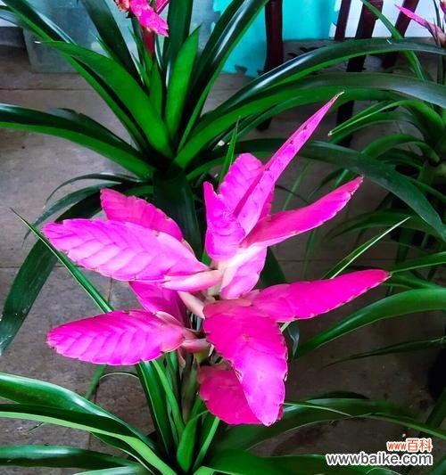 重生如百合 用百合花代表重生的力量