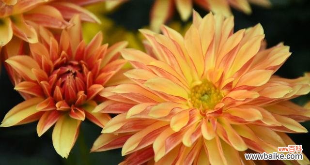 寓意美好的白莲花 以白莲花代表原谅宽恕