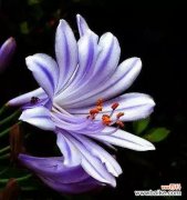 寓意美好的白莲花 以白莲花代表原谅宽恕