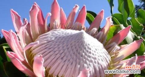 探索自然世界中的智慧之花 花之智慧