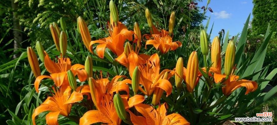 红玫瑰的象征意义和文化背景 以红玫瑰代表忠诚的含义