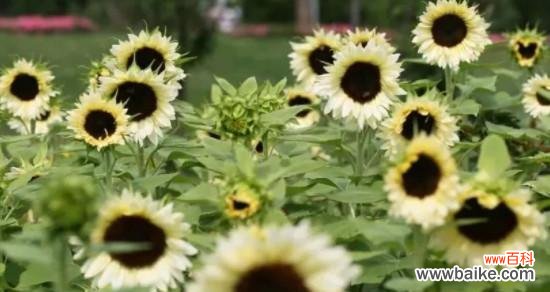 探究向日葵作为自信象征的原因与意义 以向日葵代表自信