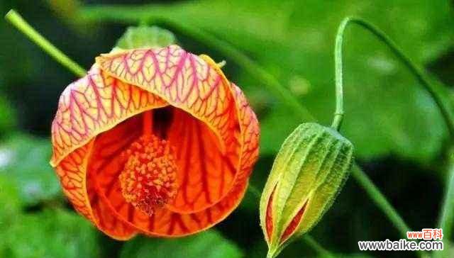 探究向日葵作为自信象征的原因与意义 以向日葵代表自信