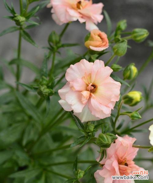 以玫瑰为象征的自由之花 自由之花