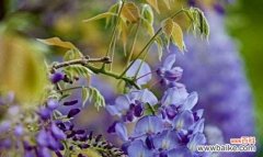 莲花的美丽与坚韧 以莲花代表重新开始