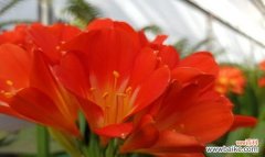 花语中的祝福-传递无声的温暖 以花代表祝福-花语与祝福的美妙结合