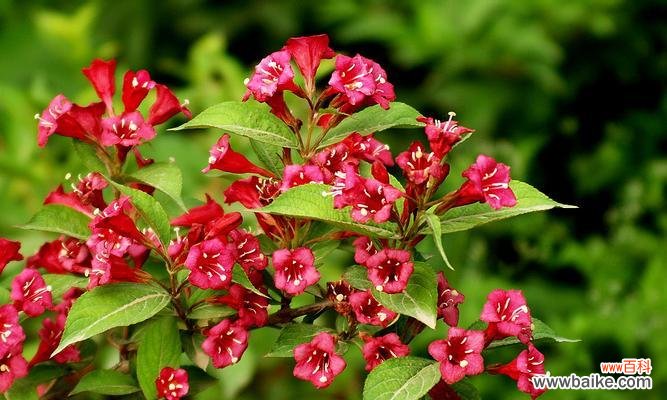 自恋如花绽放 自负自恋花开