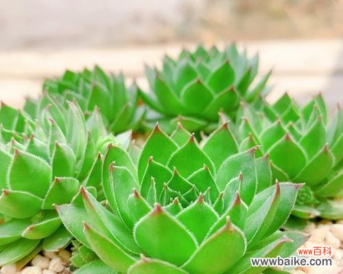 探寻观音菩萨的多样化形象与深层寓意 观音菩萨的种类与寓意