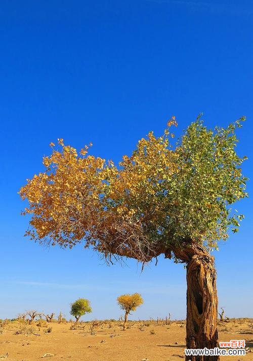 人类坚韧不拔的意志与生命力 胡杨树