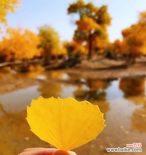 人类坚韧不拔的意志与生命力 胡杨树