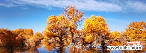 人类坚韧不拔的意志与生命力 胡杨树